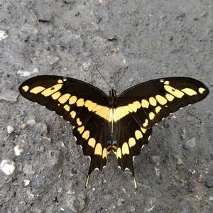 Meet your Posher, Luke